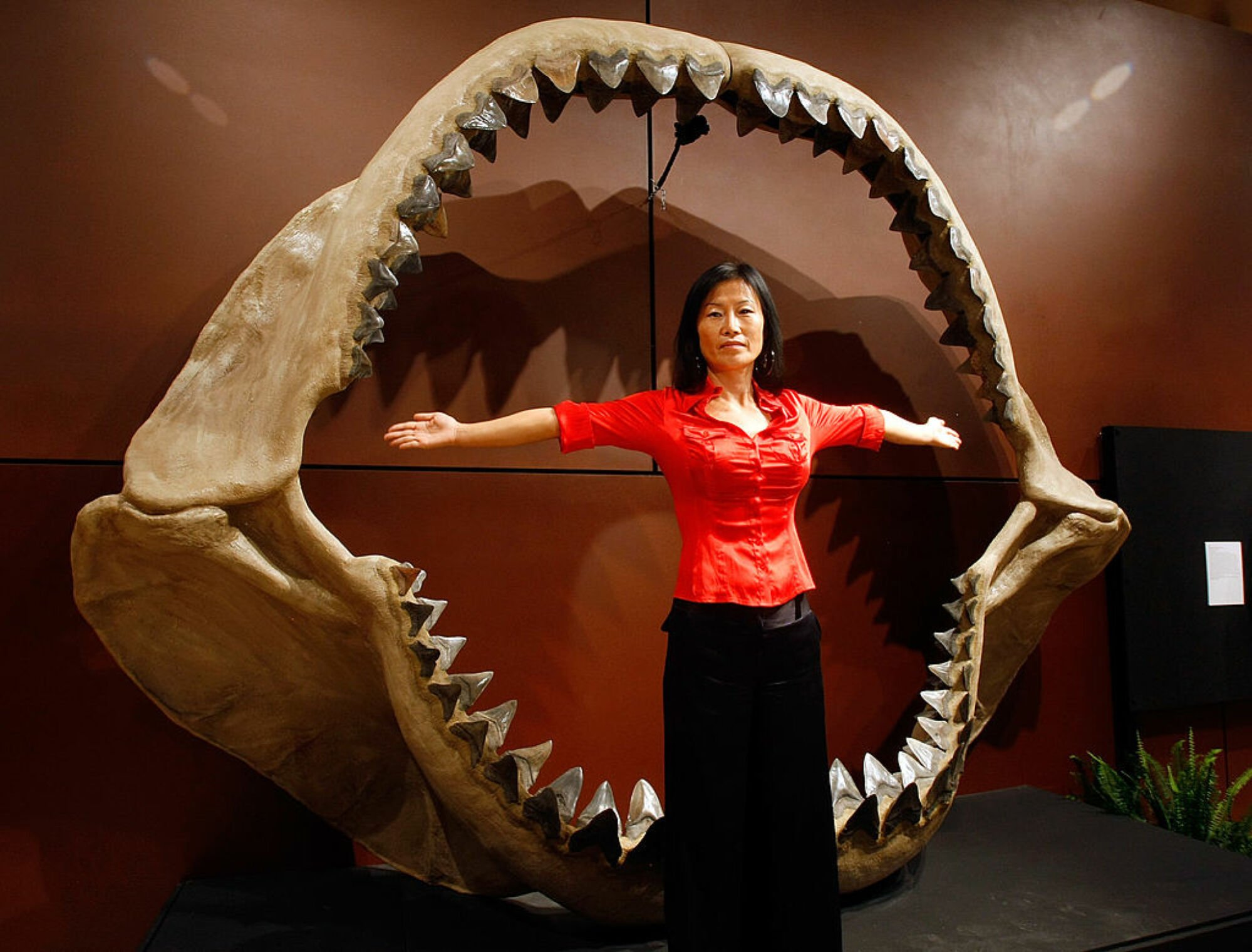 a person standing next to the jaws of a megalodon