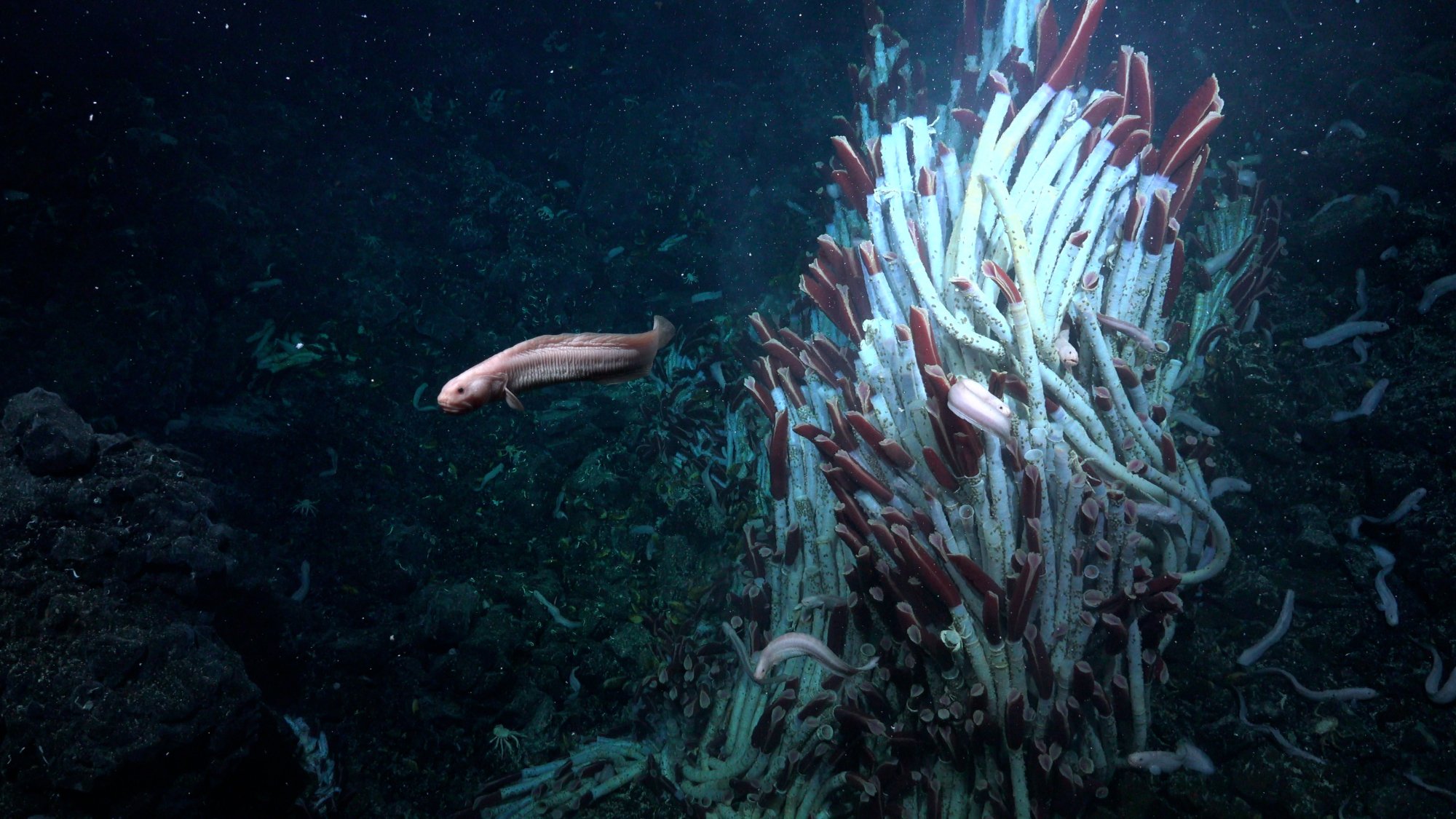 A curious-looking fish, an eelpout, swims past a colony of tubeworms at a hydrothermal vent site.